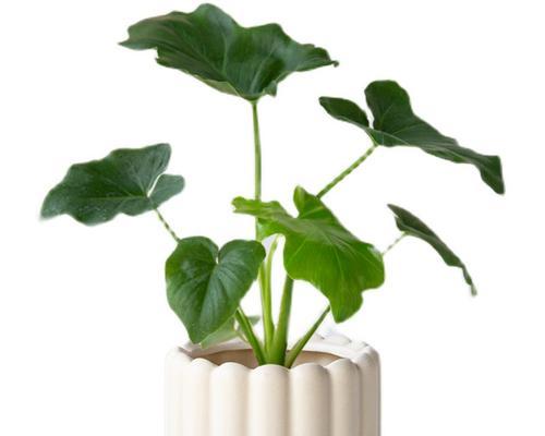 绿植小盆栽作为礼物的推荐是什么？