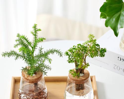 绿植小盆栽作为礼物的推荐是什么？