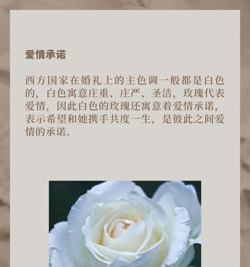 白玫瑰被染红了有什么特别的花语？它代表了什么情感？