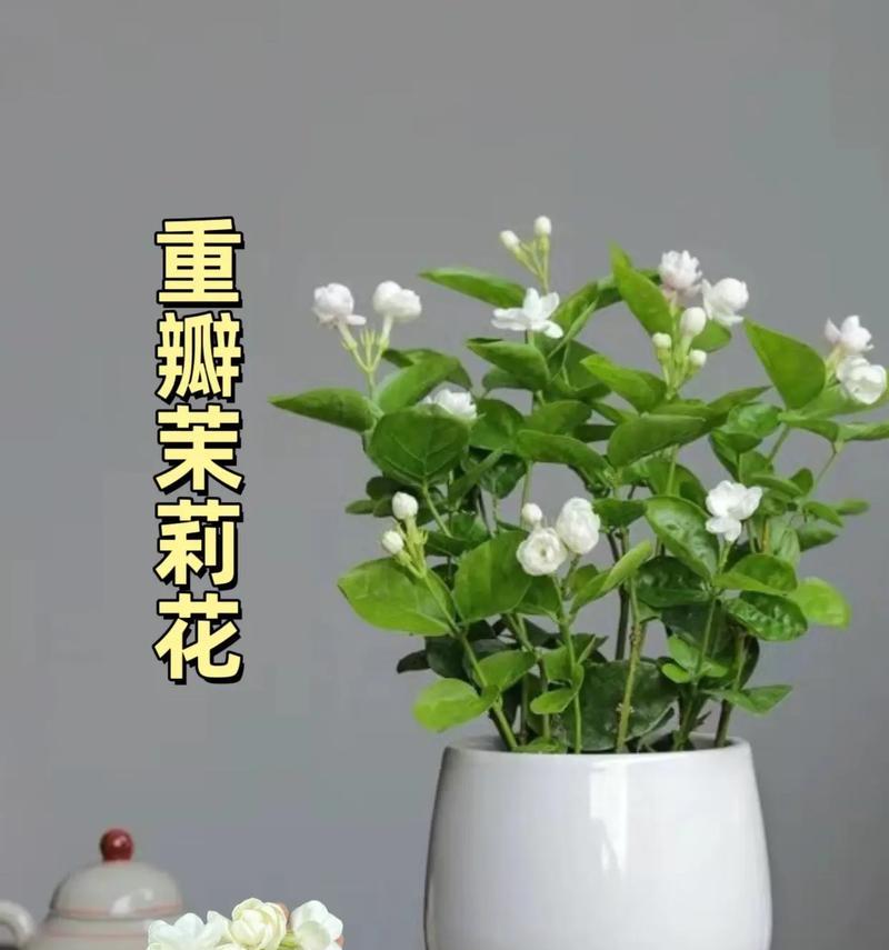 茉莉花花语是什么？茉莉花代表了什么？