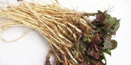 绿茵农药具体有什么作用？