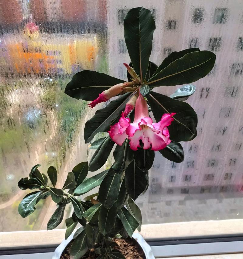 沙漠中生长的玫瑰花有何寓意？