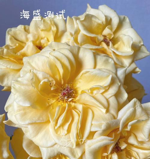 玫瑰花鹅黄色的含义是什么？鹅黄色玫瑰花象征着什么？