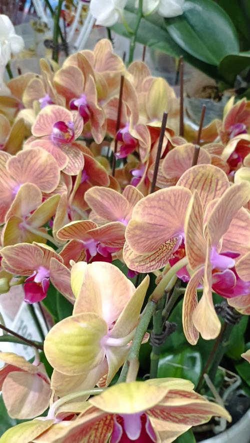清秀兰花代表什么？花语有哪些？