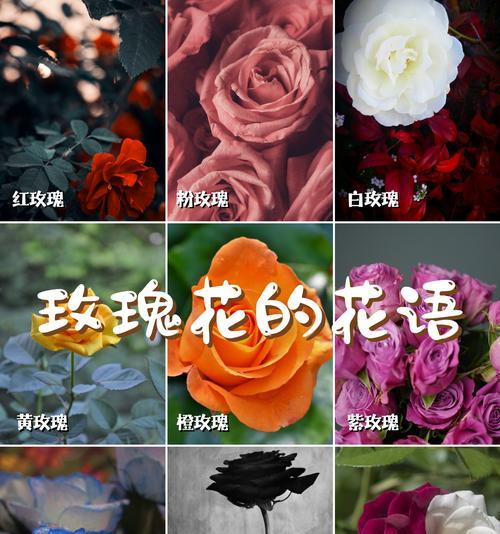 碎冰玫瑰花在花语中传递了哪些情感？