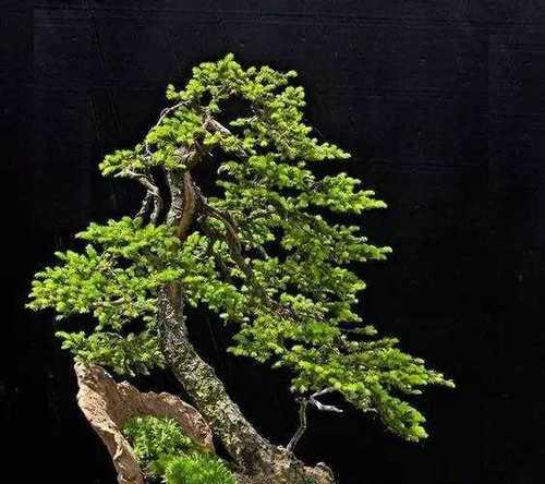 芥蓝中的白玫瑰有何特殊含义？