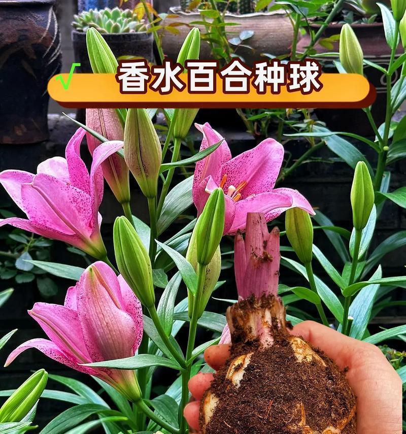 百合花送给女生有何含义？它在礼物中表达什么？