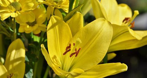 黄色百合花再次开放的寓意是什么？