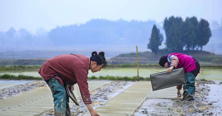 水稻社会化服务具体包含哪些内容？