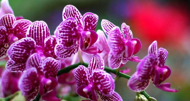 六种花卉各自代表了哪些美好寓意？