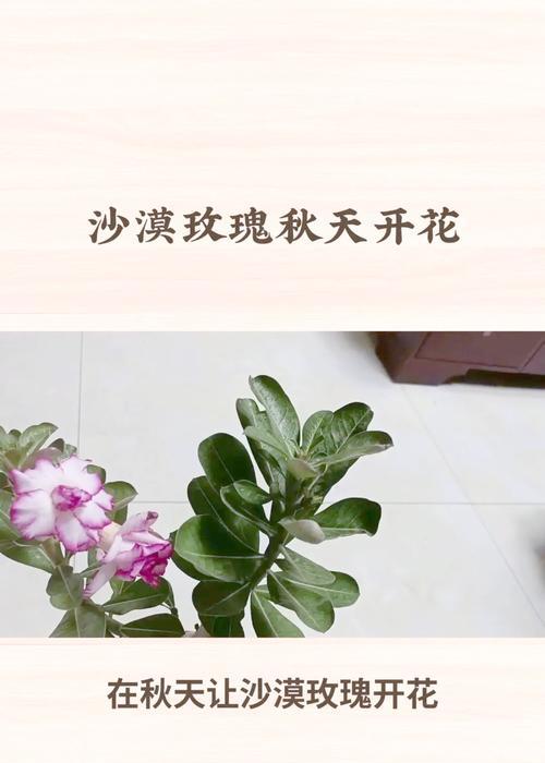 沙漠玫瑰花的寓意是什么？它在沙漠文化中扮演什么角色？