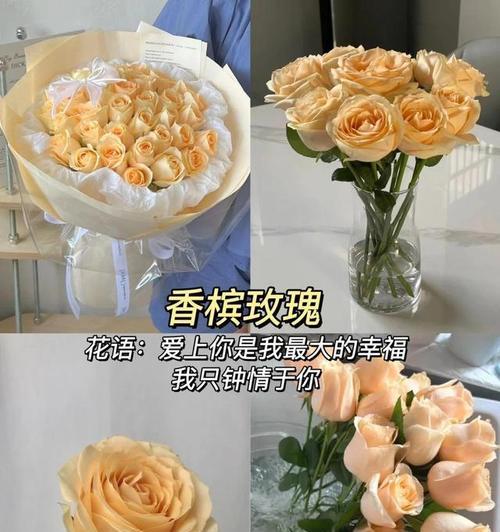 玉色玫瑰花象征着什么意义？
