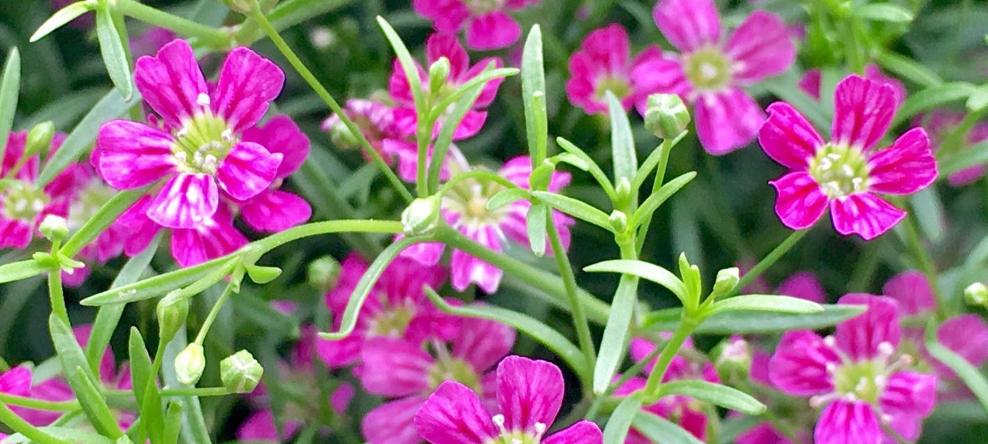 满天星的花语是什么？这种花语有何深层含义？
