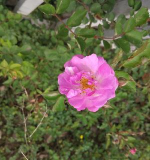 春天哪种玫瑰花最吸引人？