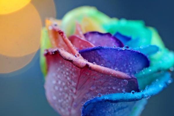 女人彩色玫瑰花的含义是什么？彩色玫瑰花代表什么？