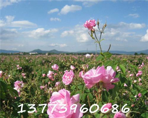 白玫瑰和黑玫瑰有何区别？它们各自代表了什么？