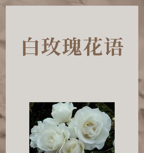火烧白色玫瑰花有何特殊含义？这种做法背后的文化意义是什么？