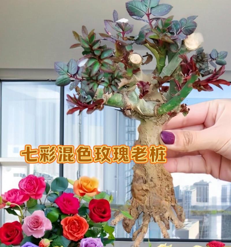 山艺送玫瑰花合适吗？女生应该选择哪种花卉？