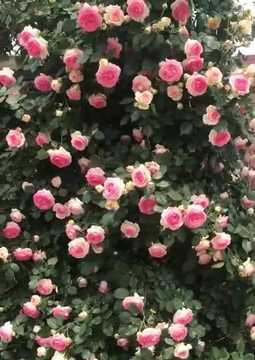 山艺送玫瑰花合适吗？女生应该选择哪种花卉？