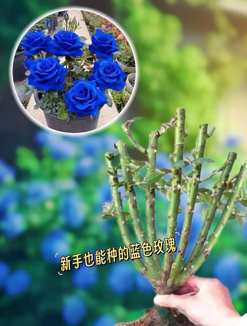 山艺送玫瑰花合适吗？女生应该选择哪种花卉？