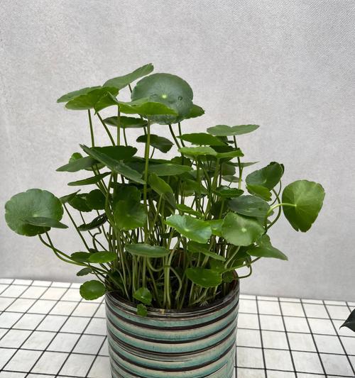 西房适合养什么植物？如何根据光照选择植物？