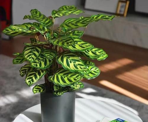 西房适合养什么植物？如何根据光照选择植物？