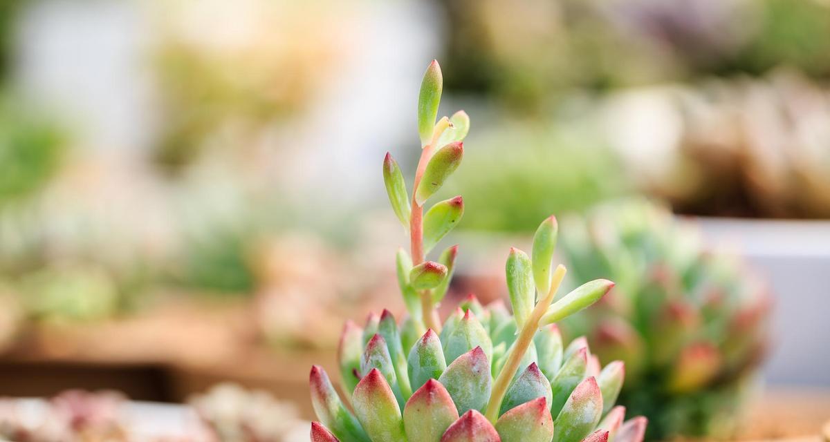 西房适合养什么植物？如何根据光照选择植物？