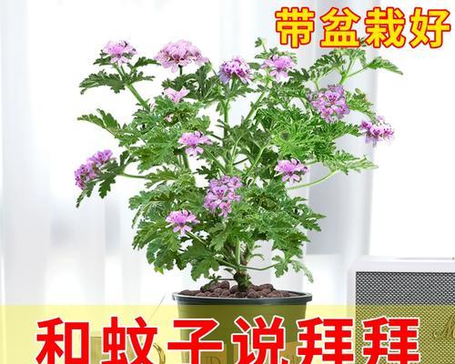 哪些植物具有天然驱蚊效果？