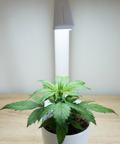 哪些植物具有天然驱蚊效果？