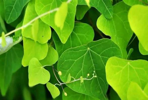 哪些植物不适合种植为蔓藤？选择植物时应注意什么？