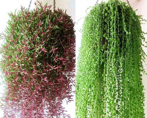 垂着开花植物有哪些种类？如何选择和养护？
