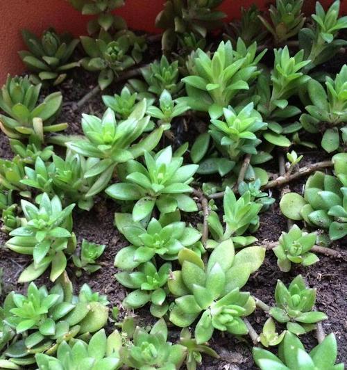 垂着开花植物有哪些种类？如何选择和养护？