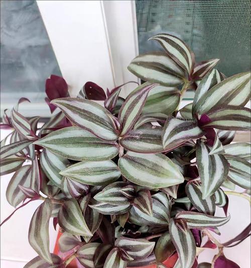 垂着开花植物有哪些种类？如何选择和养护？