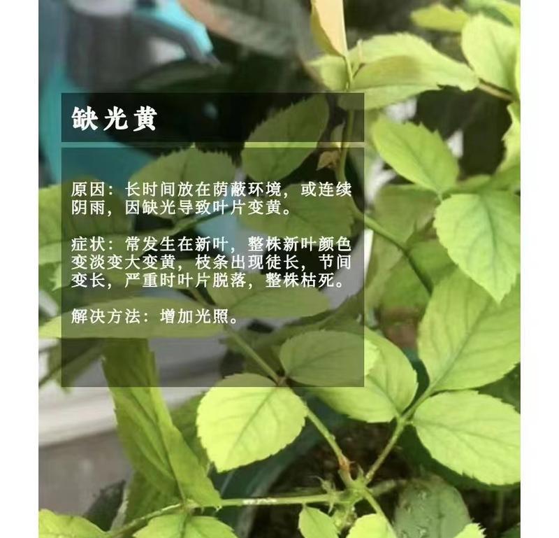 小白花卉月季有哪些优缺点？如何养护？
