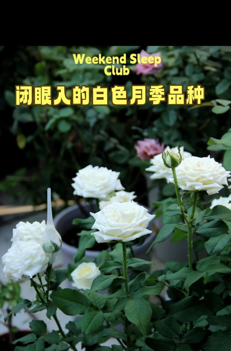 小白花卉月季有哪些优缺点？如何养护？