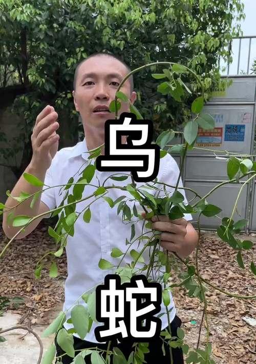 青草与哪些植物相似？它们之间有何区别？