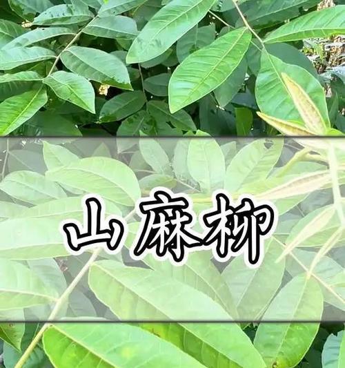 青草与哪些植物相似？它们之间有何区别？