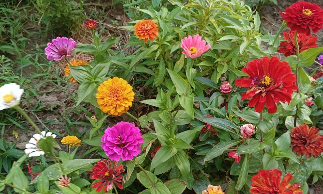 当前季节有哪些流行的花卉？这些花卉有何特点？