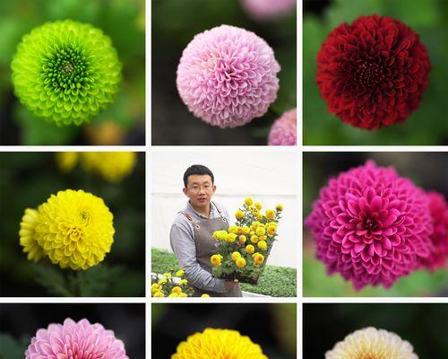 艾蕊花卉绿植有哪些不同的品种？