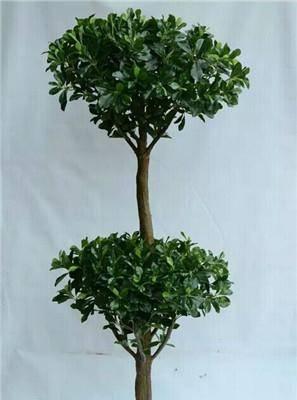 树缘花卉种植条件有哪些要求？如何满足这些条件？