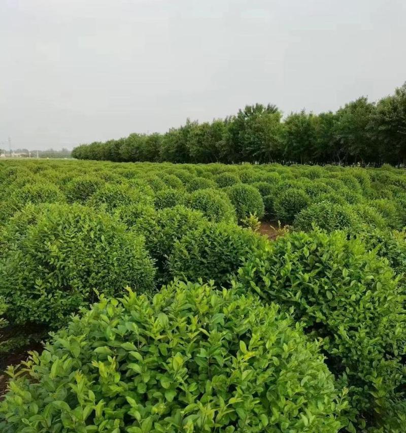 还草是一种什么类型的植物？它在园艺中的应用是什么？
