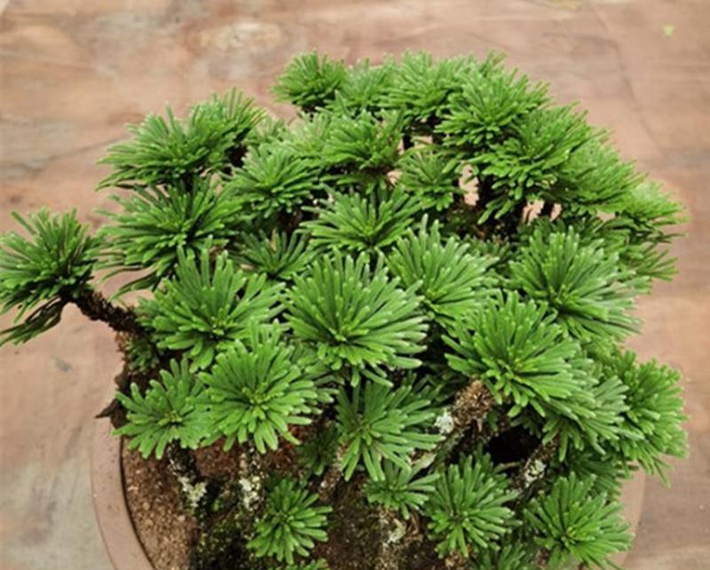 还草是一种什么类型的植物？它在园艺中的应用是什么？
