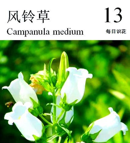 还草是一种什么类型的植物？它在园艺中的应用是什么？