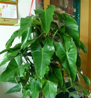 适合在园子里养的花卉有哪些？哪些花卉最适合园艺爱好者？