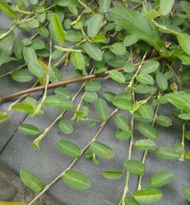 沙盘植物黄色是什么植物？这种植物的生长习性是什么？
