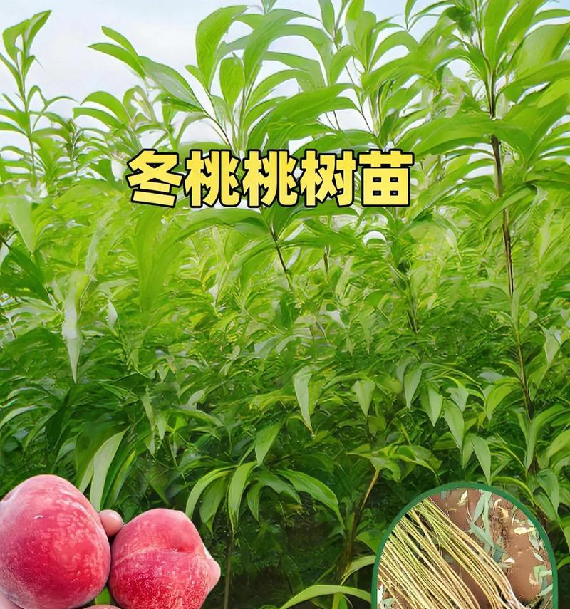 当年栽当年嫁接的桃树怎么管理？如何确保嫁接桃树当年成活？