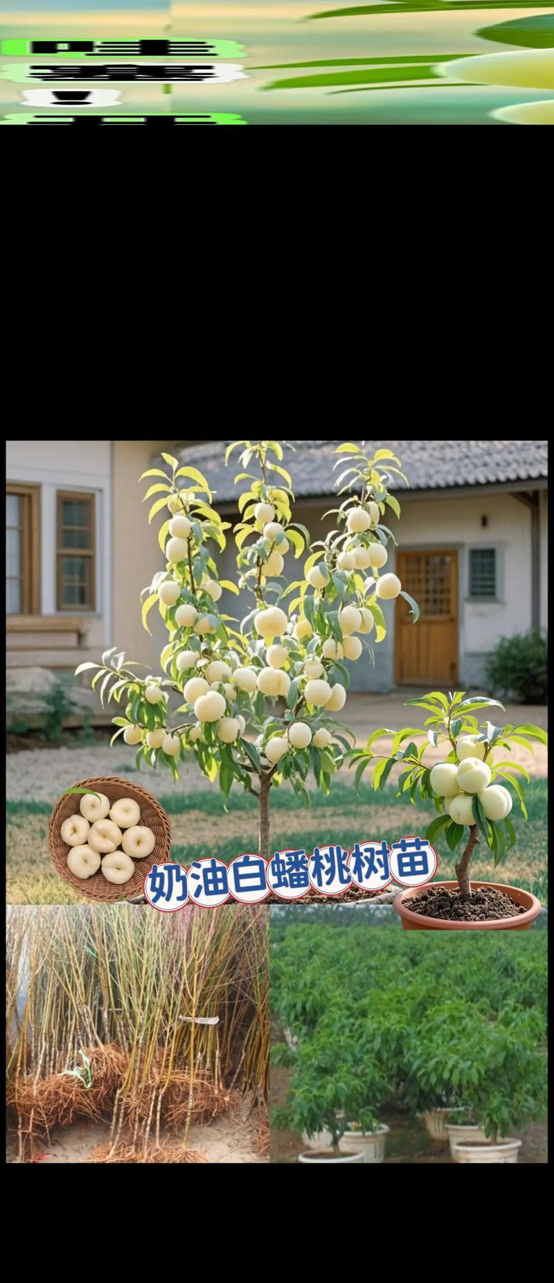 当年栽当年嫁接的桃树怎么管理？如何确保嫁接桃树当年成活？