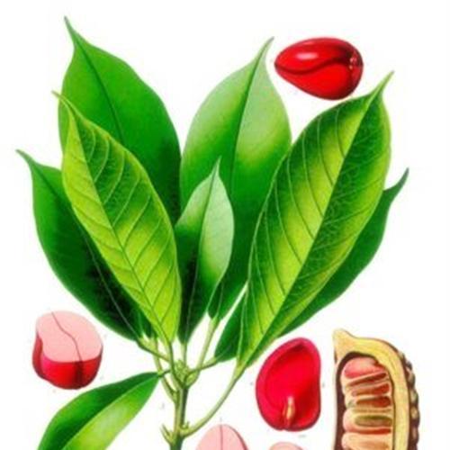 哪些植物可以做可乐？制作过程是怎样的？
