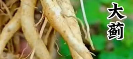大蓟的种类有哪些？如何区分不同的大蓟植物？