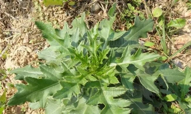 大蓟的种类有哪些？如何区分不同的大蓟植物？